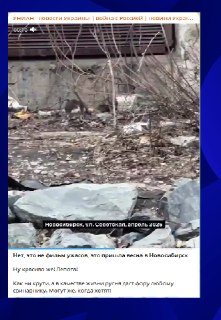 Украинская пропаганда использовала появление крыс в Новосибирске для политических атак