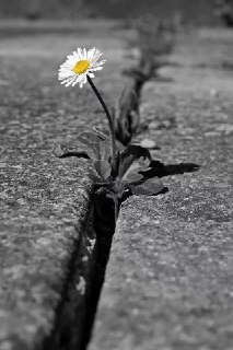 Цитата дня: о настойчивости и надежде