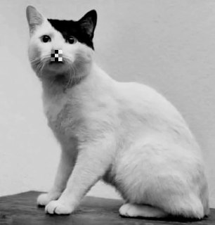 Краснодарца оштрафовали за фото кота в образе Гитлера в Telegram