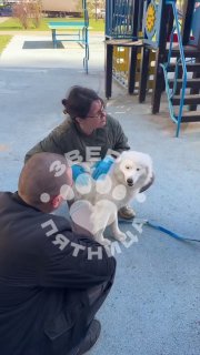 В Петербурге спасли запертого в квартире самоеда