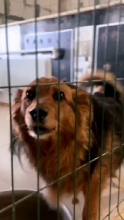 Приют для животных просит помощи в сборе средств на корм