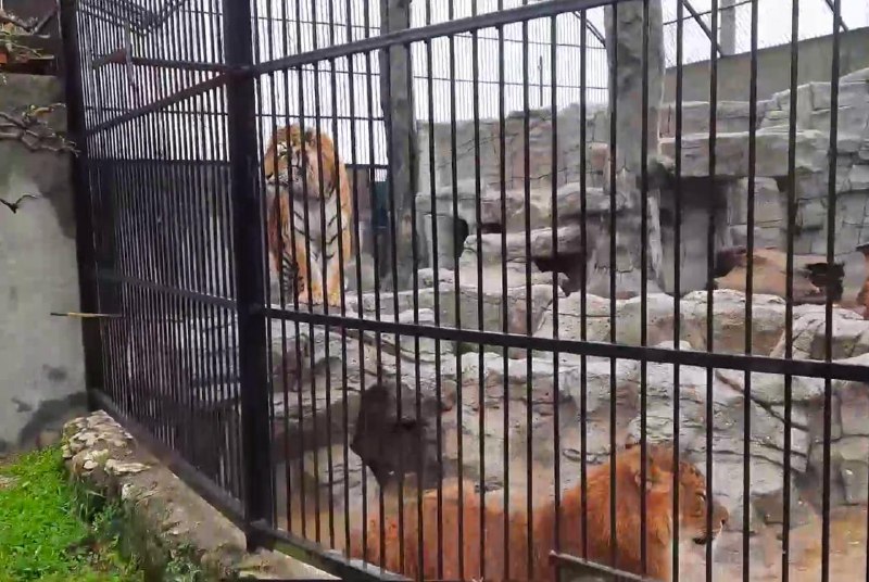 Три лигрицы и тигрица пострадали от удара ВСУ по реабилитационному центру на Запорожье