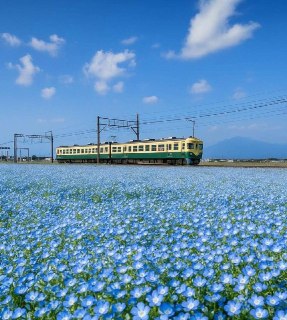 В Японии начался сезон цветения голубой немофилы