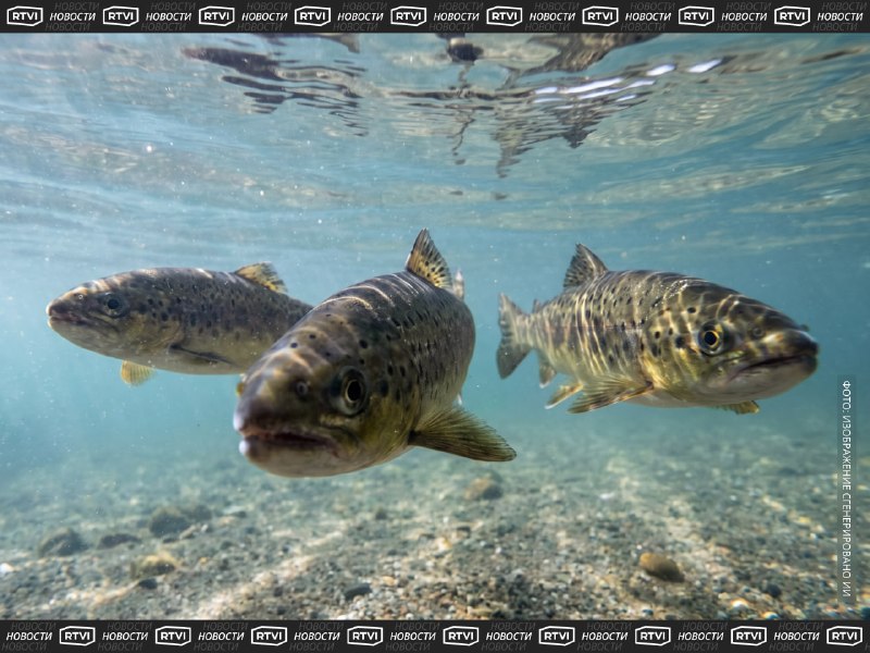 Загрязняющий водоемы кокаин заставляет рыбу плавать дальше и шире