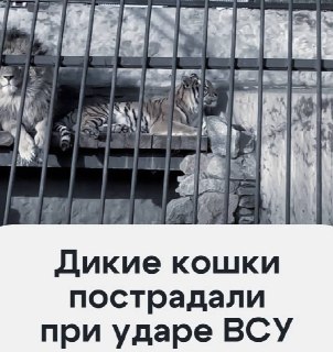 ВСУ нанесли удары по зоопарку в Запорожской области, пострадали хищники