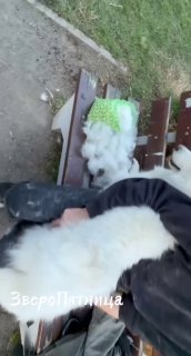 Пропажа хозяйки самоедицы, спасенной волонтерами