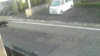 В Японии медведь убил человека и ранил полицейского