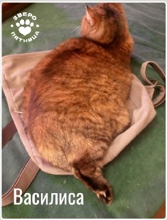 Проект «ЗвероПятница» собирает «ЗвероСторис» с питомцами читателей