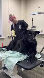 В iPhone нашли способ искать клещей на домашних животных через функцию «Лупа»