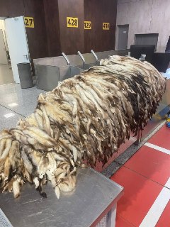 В Шереметьево иностранец пытался вывезти контрабандой тысячу шкур хорька
