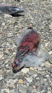 Иллюстрация 8