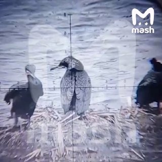 Жители Сибири начали массовый отстрел бакланов из-за исчезновения рыбы в водоёмах