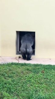 В японском зоопарке горилла Киомаса был выгнан самкой из логова после ссоры