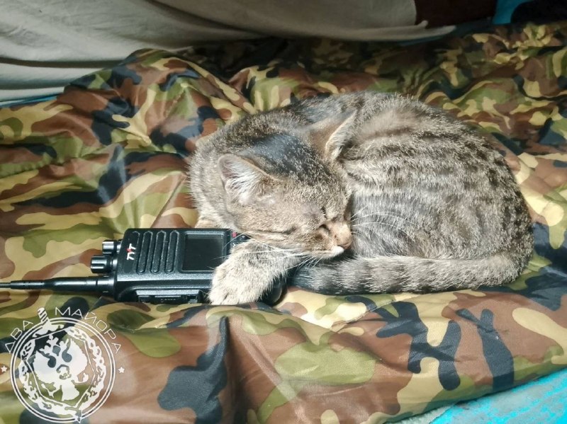Иллюстрация 8