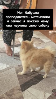 Бабушка научила свою собаку СЧЁТУ
