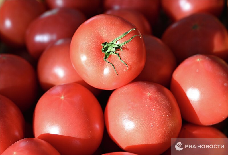 Помидоры стали самым подешевевшим за май продуктом в России