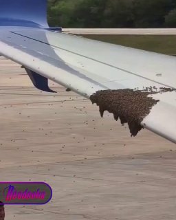 Рой пчел задержал вылет самолета из Мексики в США