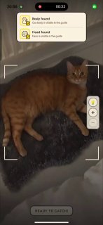 Для владельцев кошек разработали приложение с нейросетью для коллекционирования виртуальных карточек