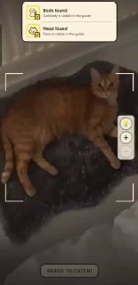Вышло приложение CatchCat: коллекционирование котов с помощью нейросети