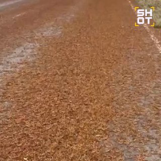 Масштабное нашествие саранчи угрожает урожаю в Калмыкии и Ростовской области