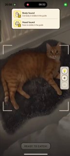 Популярность приложения CatchCat для коллекционирования котов через нейросети