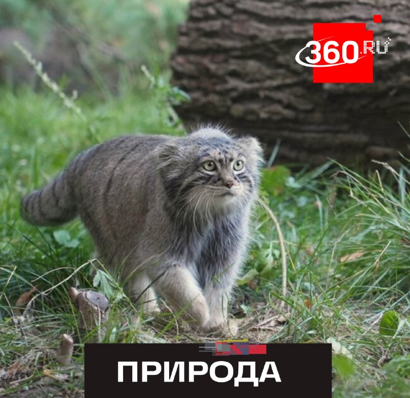 Иллюстрация 1