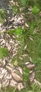 На Урале ловят рыбу в траве