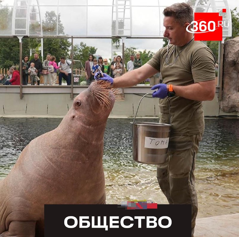 Моржиха Тамара из дельфинария на Кубани переехала в Московский зоопарк