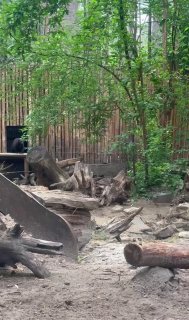 Зубы, когти и характер: росомахи покоряют Ульяновск