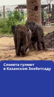 Слонята в Казанском зоопарте осваиваются в новом вольере