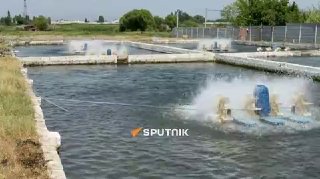Рыбоводческий сектор Армении столкнулся с проблемой сбыта излишков живой рыбы