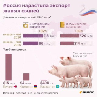 Россия увеличила экспорт живых свиней на треть за 5 месяцев