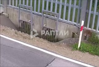 Рысь из Беларуси перебралась через границу с Польшей
