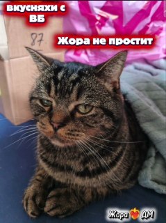 Ироничное послание от кота Жорика в ответ на действия украинской стороны