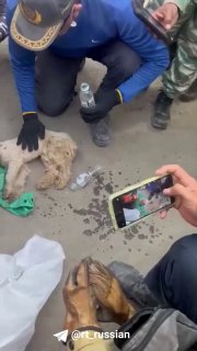 В Венесуэле спасли пуделя, пробывшего 29 дней под завалами после мощного землетрясения
