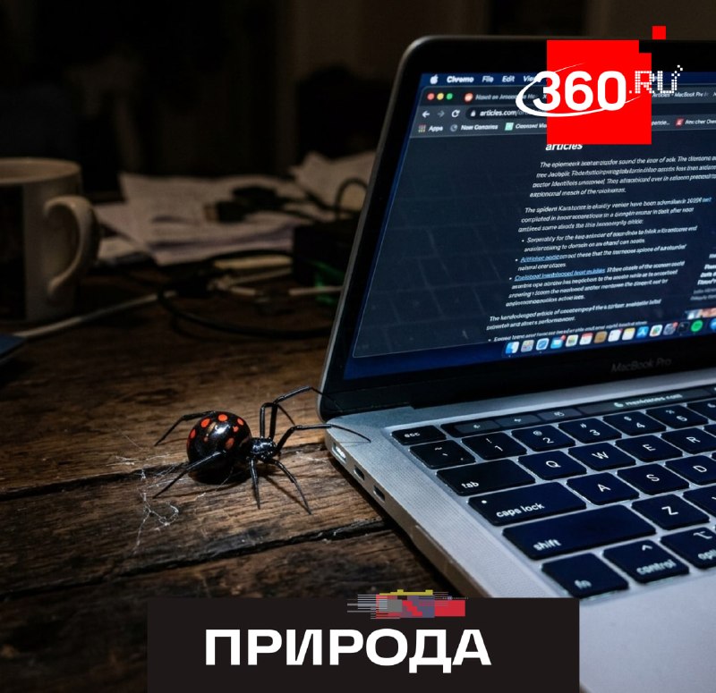 Опасные пауки захватывают Россию только в заголовках. Ученые опровергли новости о появлении «черных вдов» в московском регионе.