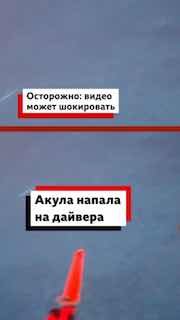 Рыбак из Новой Зеландии заснял нападение акулы на видео