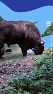 Видео с зубром из заповедника «Калужские засеки»