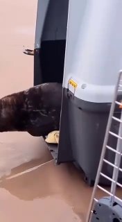 🥰Вечерняя милота: пять ладожских нерпят выпустили на волю в Ладогу