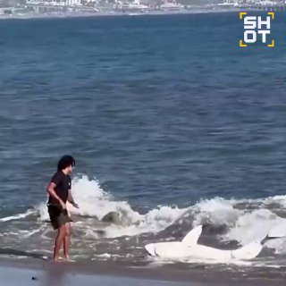 Рыбак спас акулу на пляже в Лос-Анджелесе
