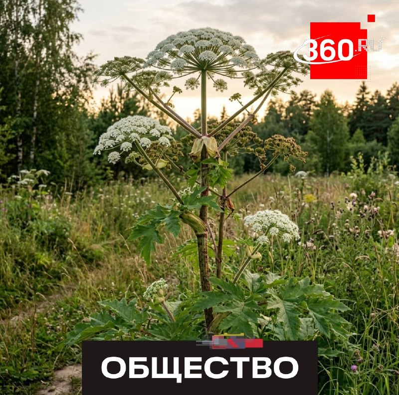 В Подмосковье муниципалитеты начали взыскивать расходы на уничтожение борщевика с собственников участков