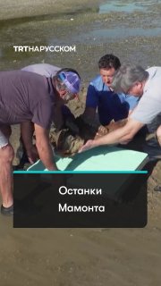В Болгарии на берегу Дуная нашли останки мамонта