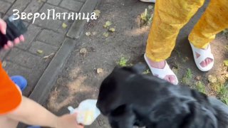 Проект «ЗвероПятница» от «Фонтанки» о животных