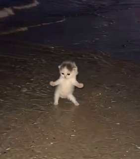 Всемирный ДЕНЬ КОШЕК отмечается сегодня!