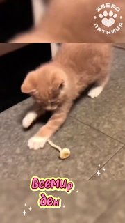 Всемирный день кошек