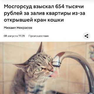 В Москве хозяина кошки обязали выплатить 654 тысячи рублей за затопление соседей