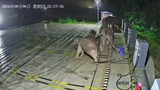 В Китае слониха защитила детеныша, запутавшегося в кабеле зарядной станции