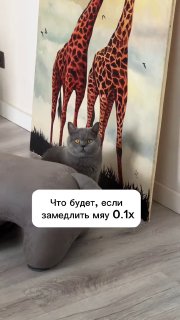 Кошатник записал и замедлил мяуканье кошек, обнаружив необычные звуки