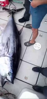 Во Владивостоке поймали рекордного тунца
