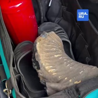 Блогер из ХМАО нашел зуб мамонта